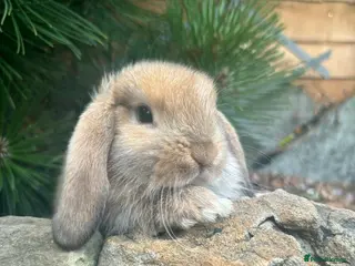 Mixed Breed rabbits Only 2 mini lops left 1 boy 1 girl. - Advert 3