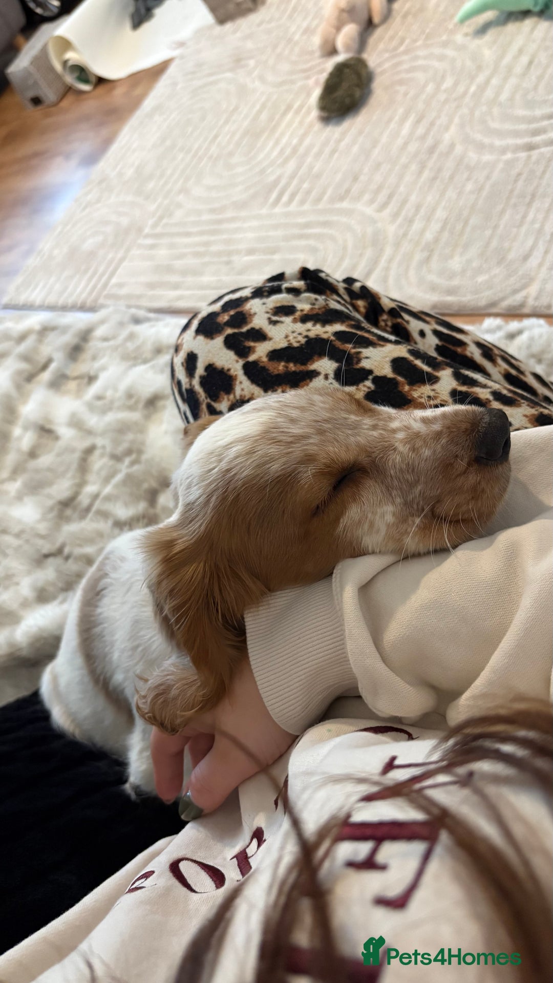Cocker Spaniel dogs for sale: Winny - Advert 2
