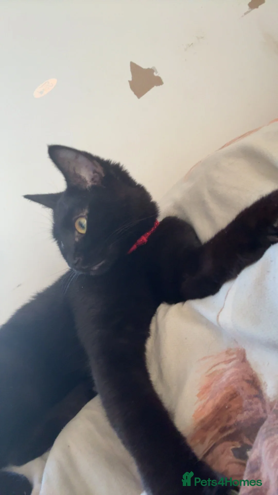 British Shorthair cats for sale: Black cat  in Havant - Advert 2