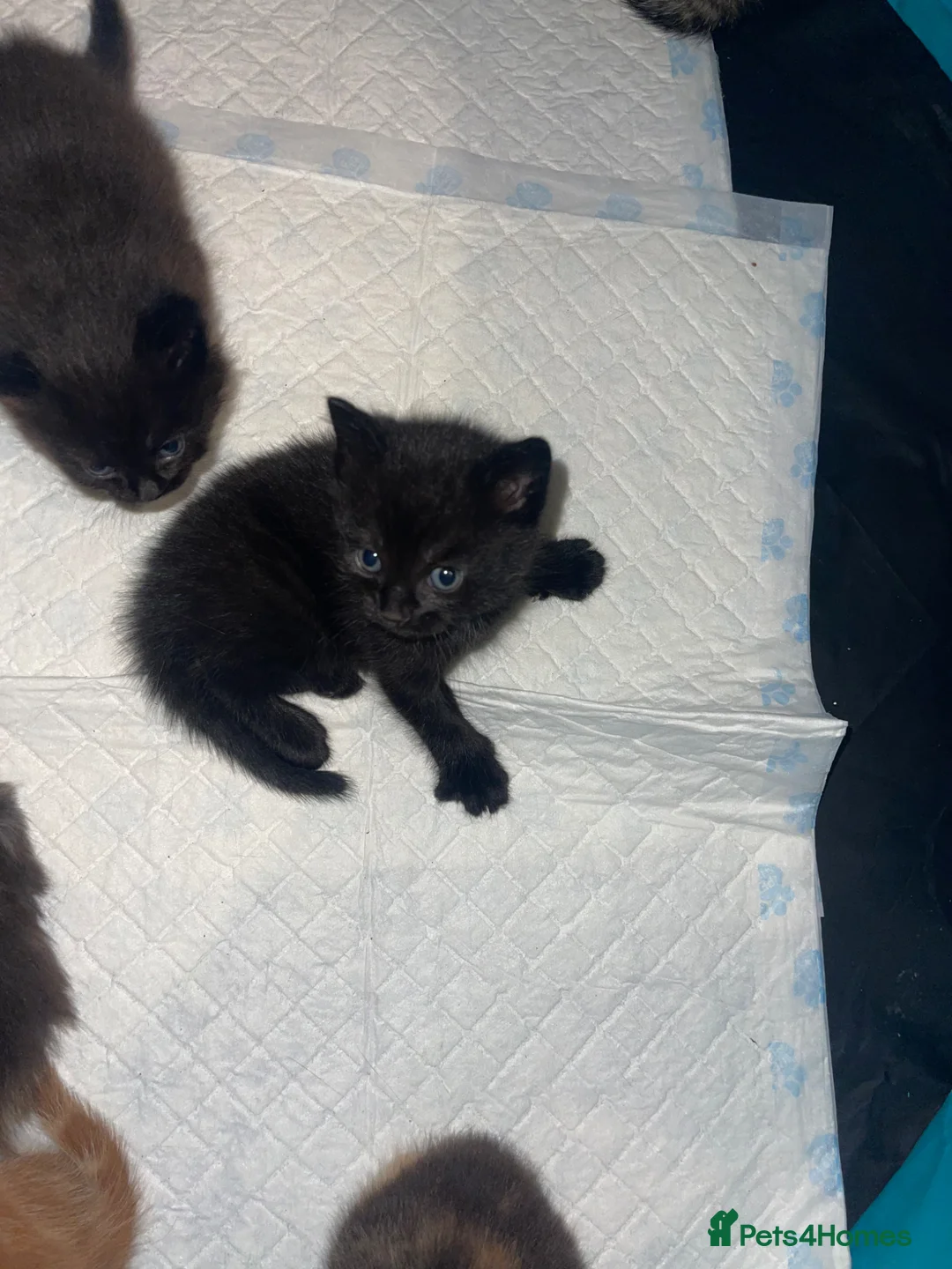 Mixed Breed cats for sale: Kittens  - Advert 7