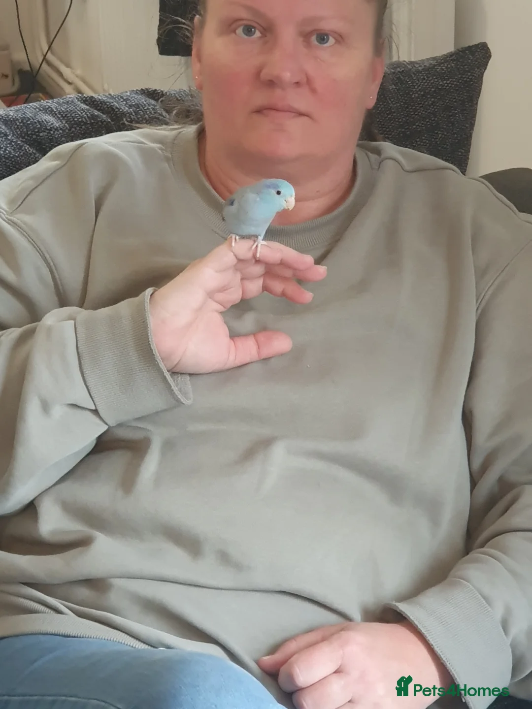 Parrots birds for sale: Pacific parrolett pocket parrot  - Advert 4