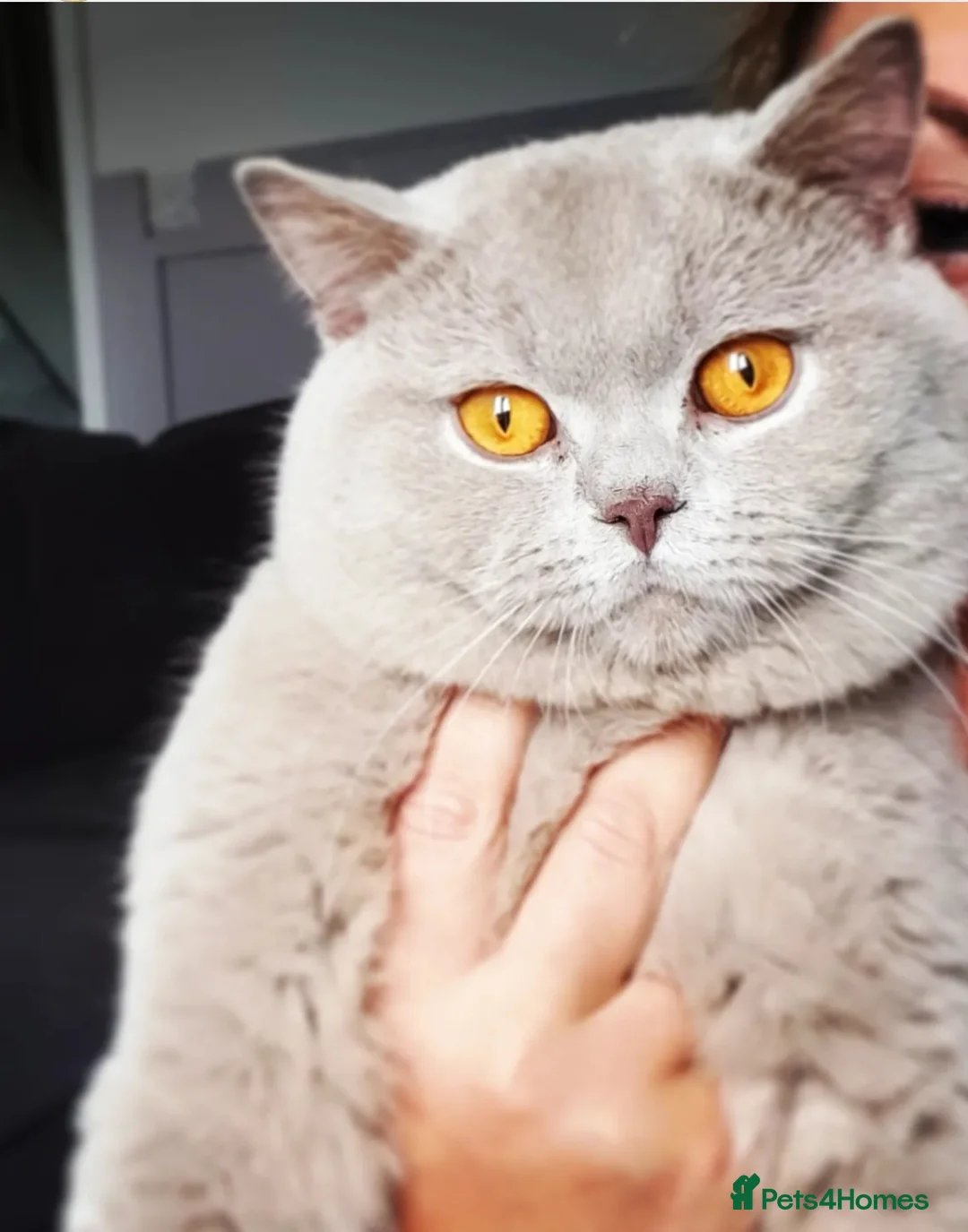 British Shorthair cats for stud: GCCF Grand Champion British shorthair stud in Wolverhampton - Advert 4