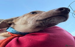 Mixed Breed dogs for adoption: Meelie Marleborough Wiltshire  - Advert 2