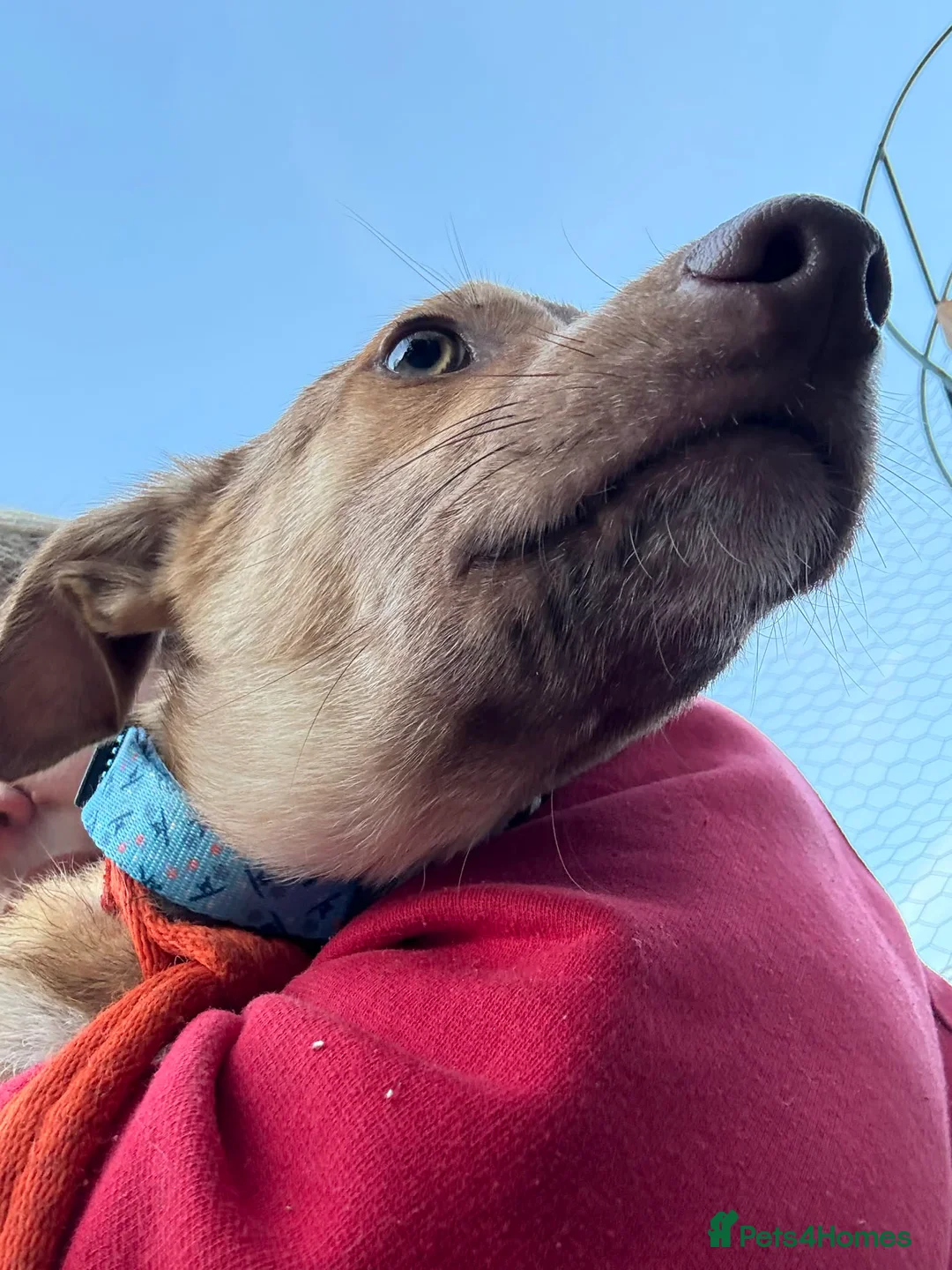 Mixed Breed dogs for adoption: Meelie Marleborough Wiltshire  - Advert 2