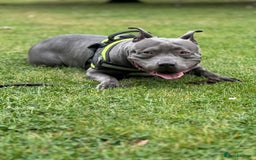 Mixed Breed dogs for sale: Beautiful Staffie cross  - Image 3