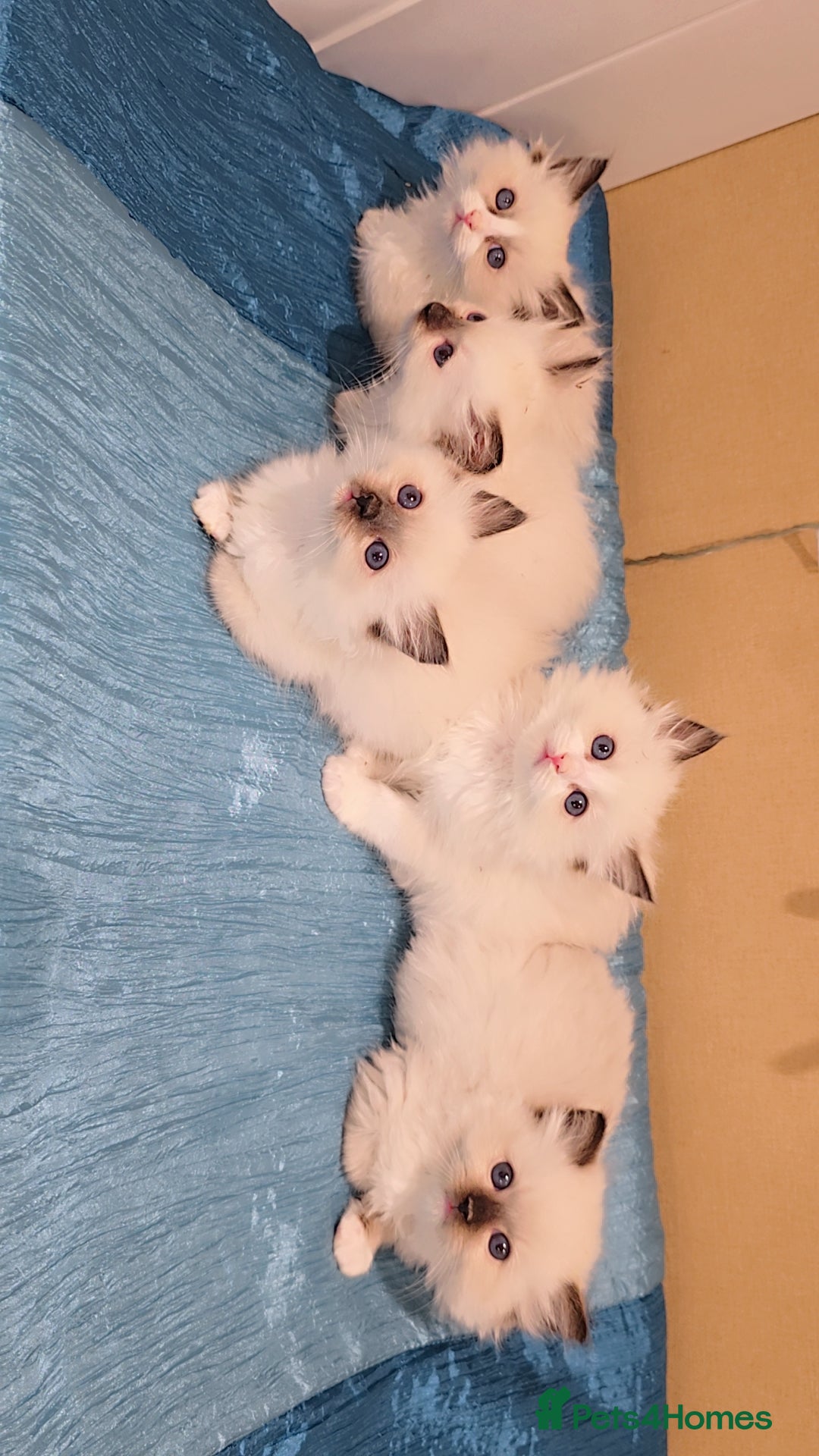 Ragdoll cats for sale: TICA REGISTERED KITTENS/Active - Advert 7