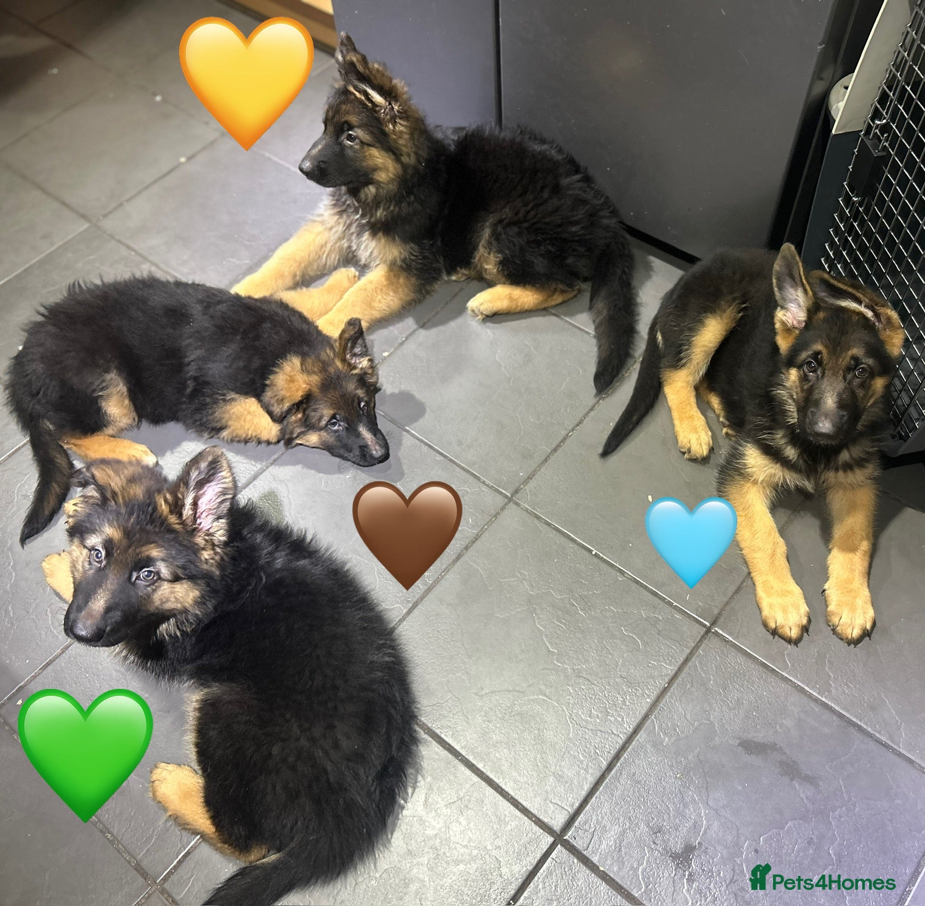 German Shepherd dogs Ready Now Kc Registered GSD Puppies - Advert 3
