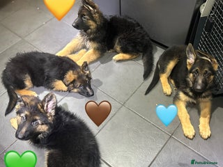 German Shepherd dogs Ready Now Kc Registered GSD Puppies - Advert 3