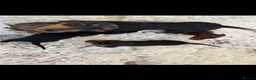 Miniature Dachshund dogs for sale: Kc registered miniature dachshund puppies  - Advert 4