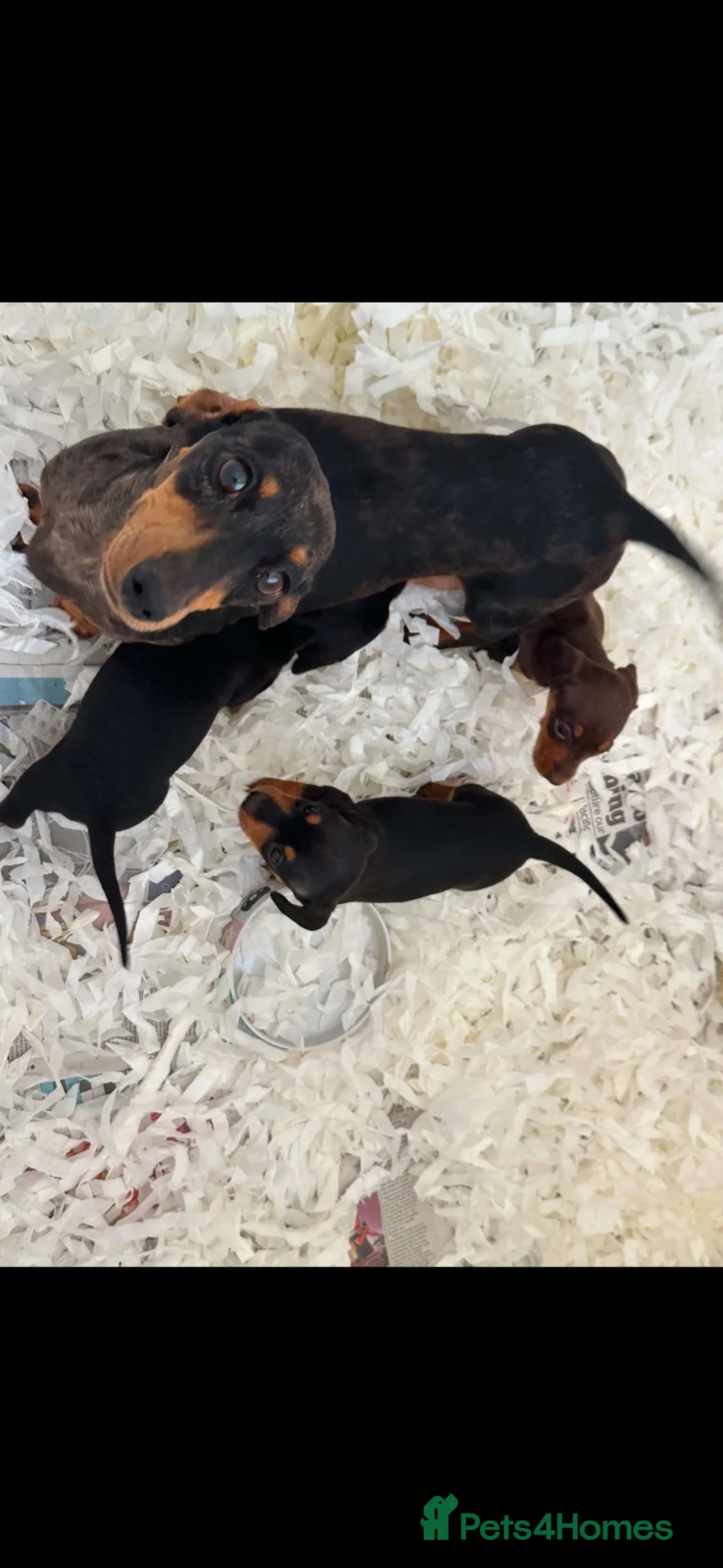 Miniature Dachshund dogs for sale: Kc registered miniature dachshund puppies  - Advert 4