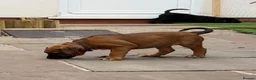Cane Corso dogs for sale: Exceptional 88% Cane Corso / 12% Malinois Puppies in Preston - Advert 20