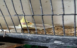 Cockatiels birds for sale: Young cockatiels for sale  - Image 8