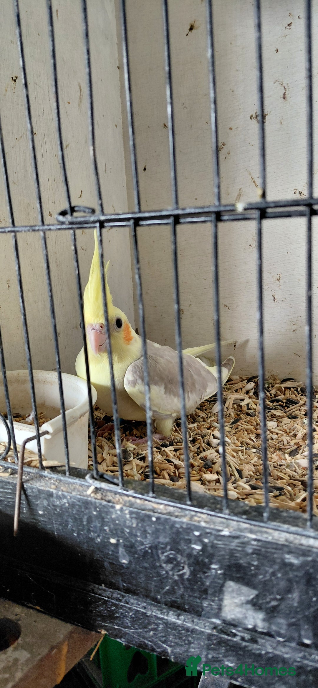 Cockatiels birds for sale: Young cockatiels for sale  - Image 8