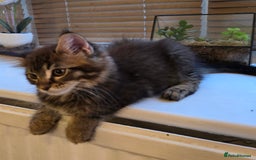 Maine Coon cats for sale: Maine coon kittens  - Image 23