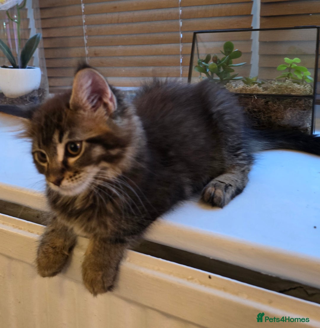 Maine Coon cats for sale: Maine coon kittens  - Image 23