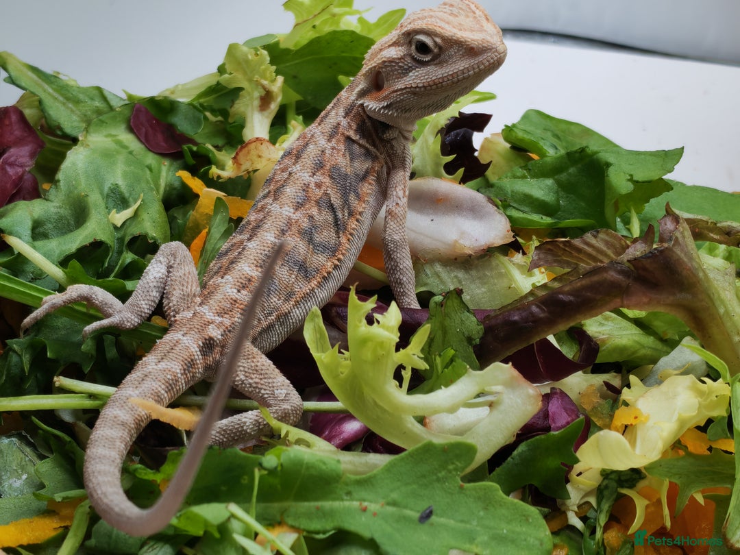 Bearded Dragon reptiles for sale: Bearded dragons hypo blue bar het trans  - Image 10