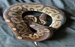 Python Snake reptiles for sale: Various Royal Pythons - Image 3
