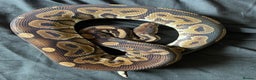 Python Snake reptiles for sale: Various Royal Pythons - Advert 3