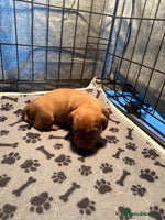 Mixed Breed dogs - Advert 9