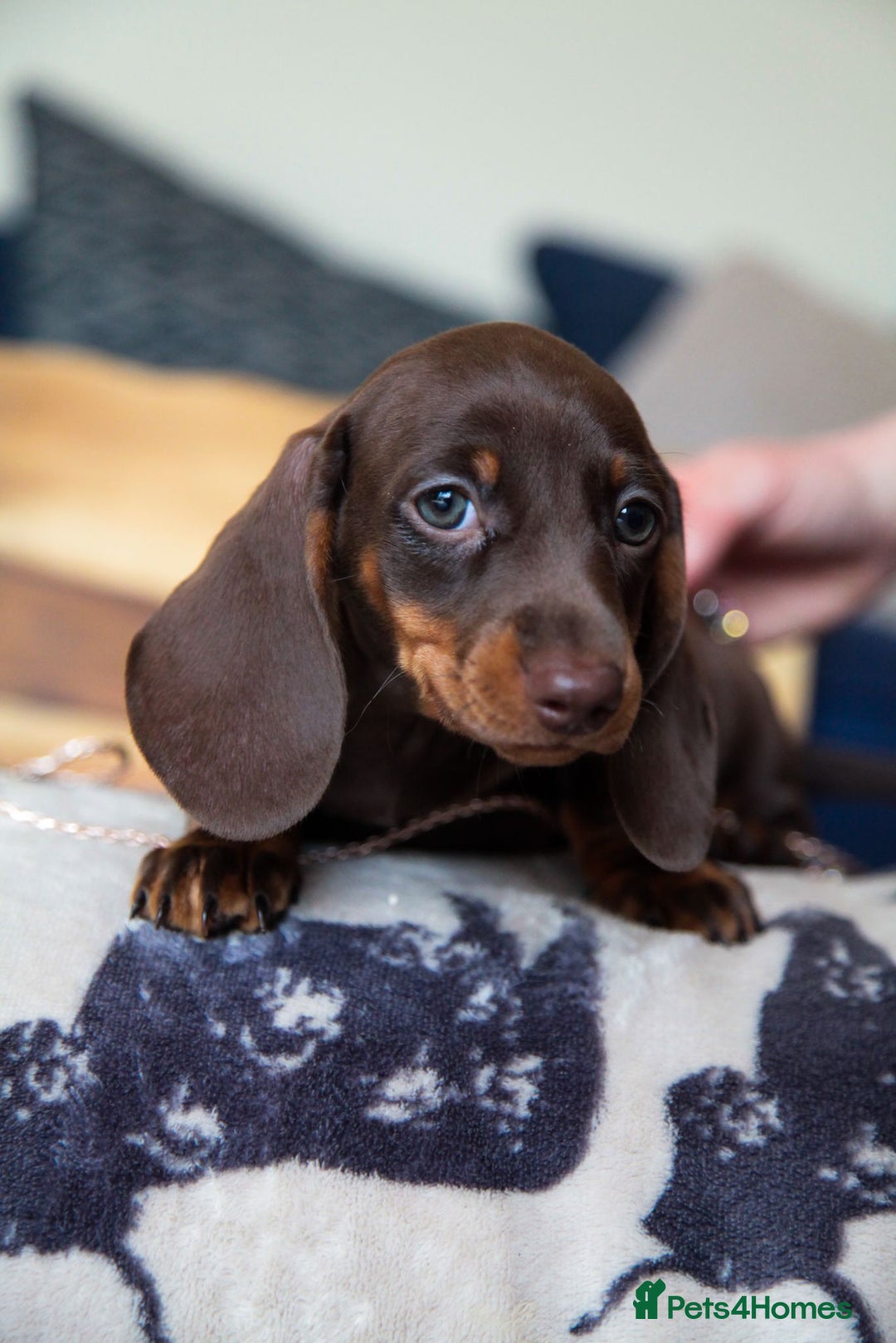 Miniature Dachshund dogs for sale: KC CHOCOLATE MINIATURE DACHSHUNDS -5 STAR LICENSED - Image 5
