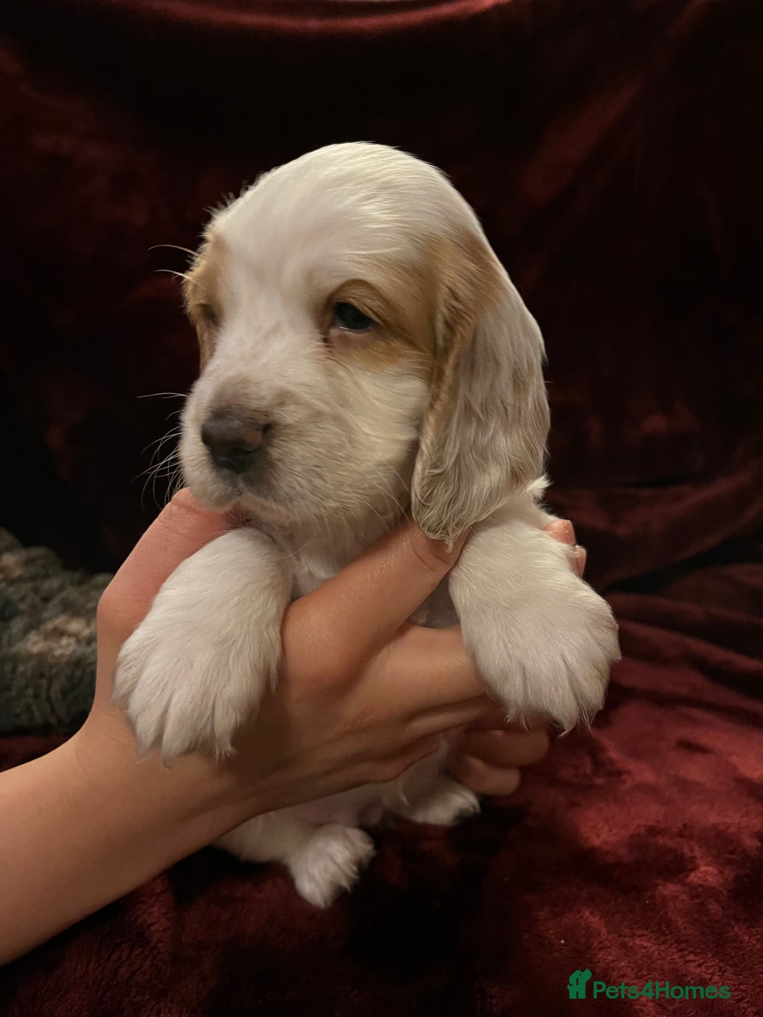 Sprocker dogs for sale: Beautiful Sprocker Spaniel Puppies  - Advert 3