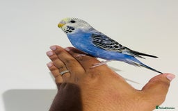 Budgerigars birds for sale: Hand reared budgies for sale  - Image 4