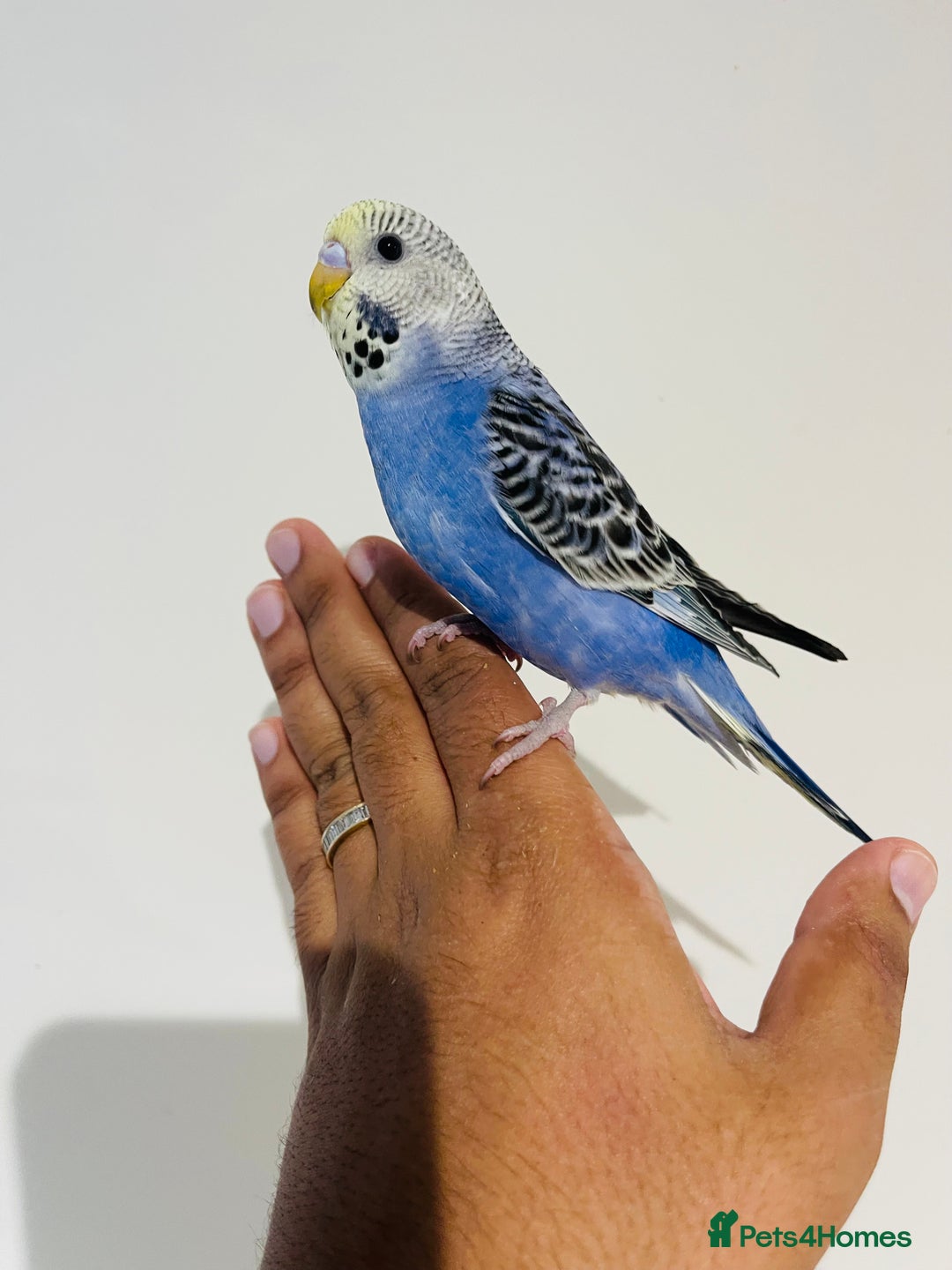 Budgerigars birds for sale: Hand reared budgies for sale  - Image 4