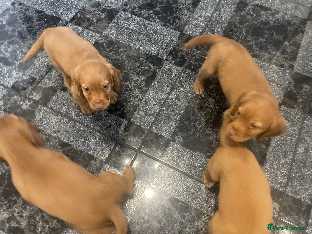 Cocker Spaniel dogs for sale: Cocker spaniel puppies - Image 5