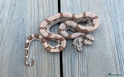 Snake reptiles for sale: Cb25 male hypo arabesque boa constrictor - Image 1