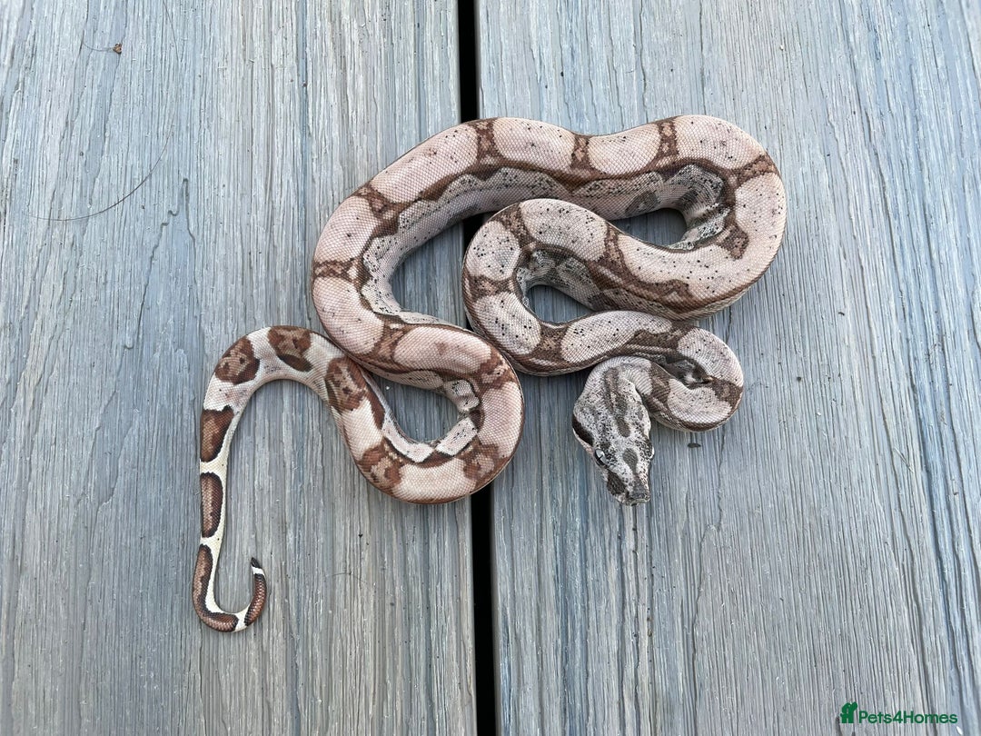 Snake reptiles for sale: Cb25 male hypo arabesque boa constrictor - Image 1