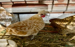 Chickens poultry for sale: Two young hens for sale - Image 4