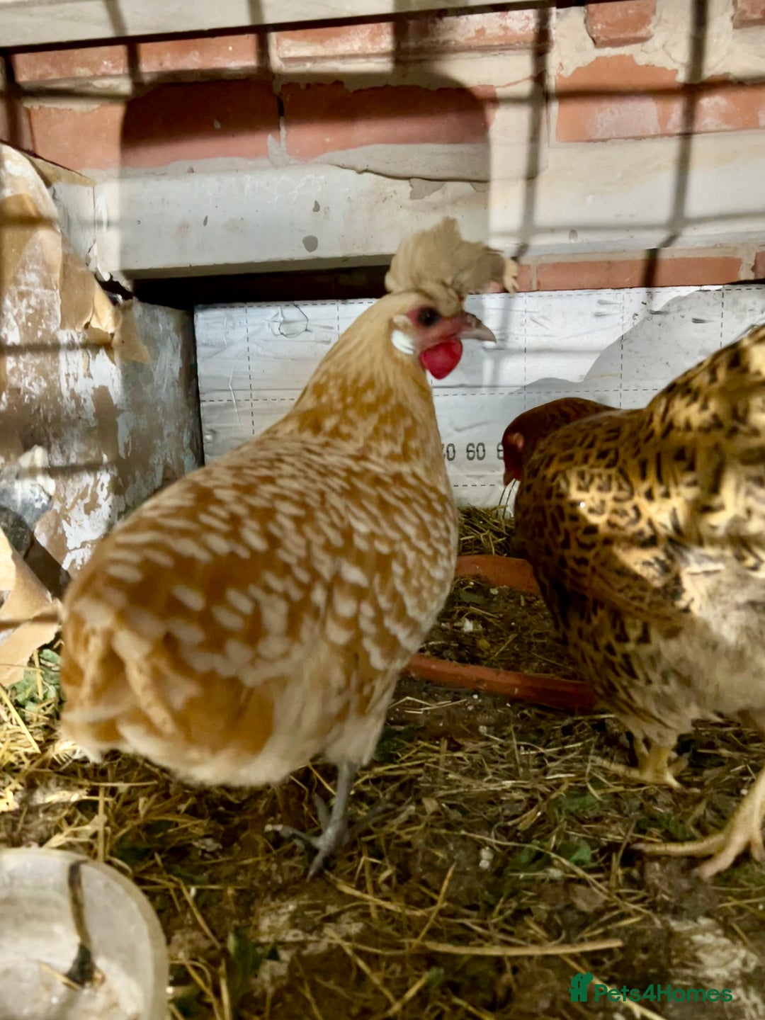 Chickens poultry for sale: Two young hens for sale - Image 4