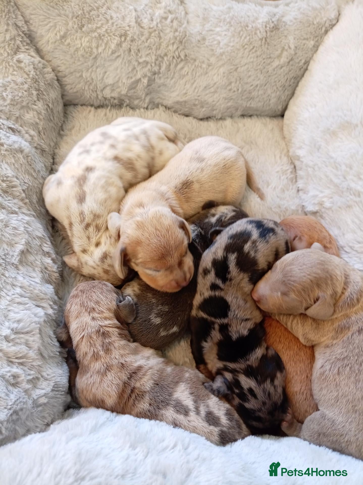 Miniature Dachshund dogs Miniature dashund puppies - Advert 2