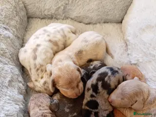 Miniature Dachshund dogs Miniature dashund puppies - Advert 2
