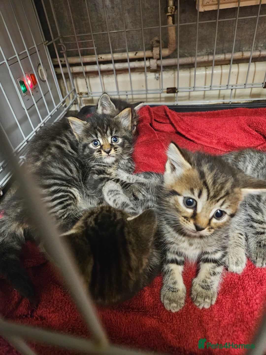 Mixed Breed cats for sale: Four beautiful kittens Ready to go - Image 3