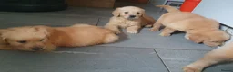 Golden Retriever dogs for sale: Pedigree Golden retriever championbloodline pups - Advert 3