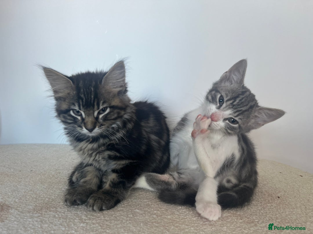 Mixed Breed cats for sale: Kittens ready to go! - Advert 17