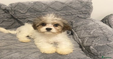 Cavapoo dogs - Advert 6