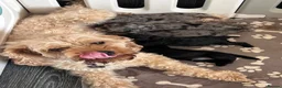 Cavapoo dogs for sale: 🐾 OUR BEAUTIFUL F1B CAVAPOO PUPPIES ARE HERE! 🐾 - Advert 10