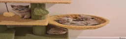 British Shorthair cats for sale: GORGEOUS LILAC BRITISH SHORTHAIR KITTENS - Advert 5