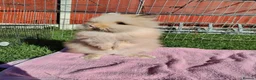 Lionhead rabbits for sale: Double Mane Lion Head Bunnies - Advert 2