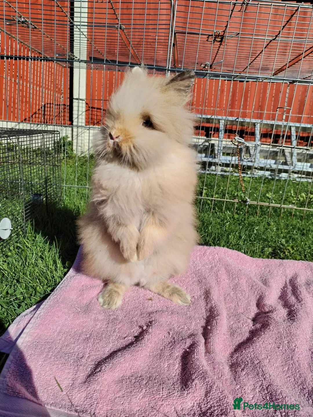 Lionhead rabbits for sale: Double Mane Lion Head Bunnies - Advert 2