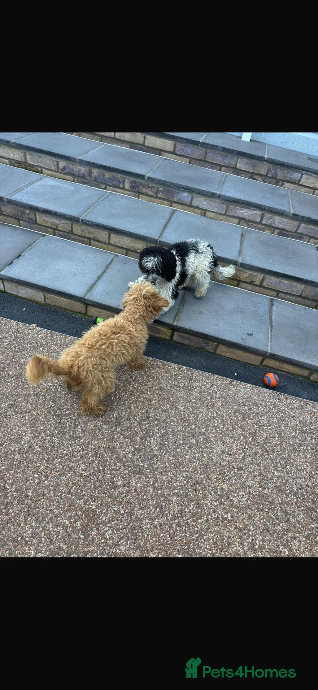 Toy Poodle dogs for sale: Male toy poodle in King's Lynn - Advert 2