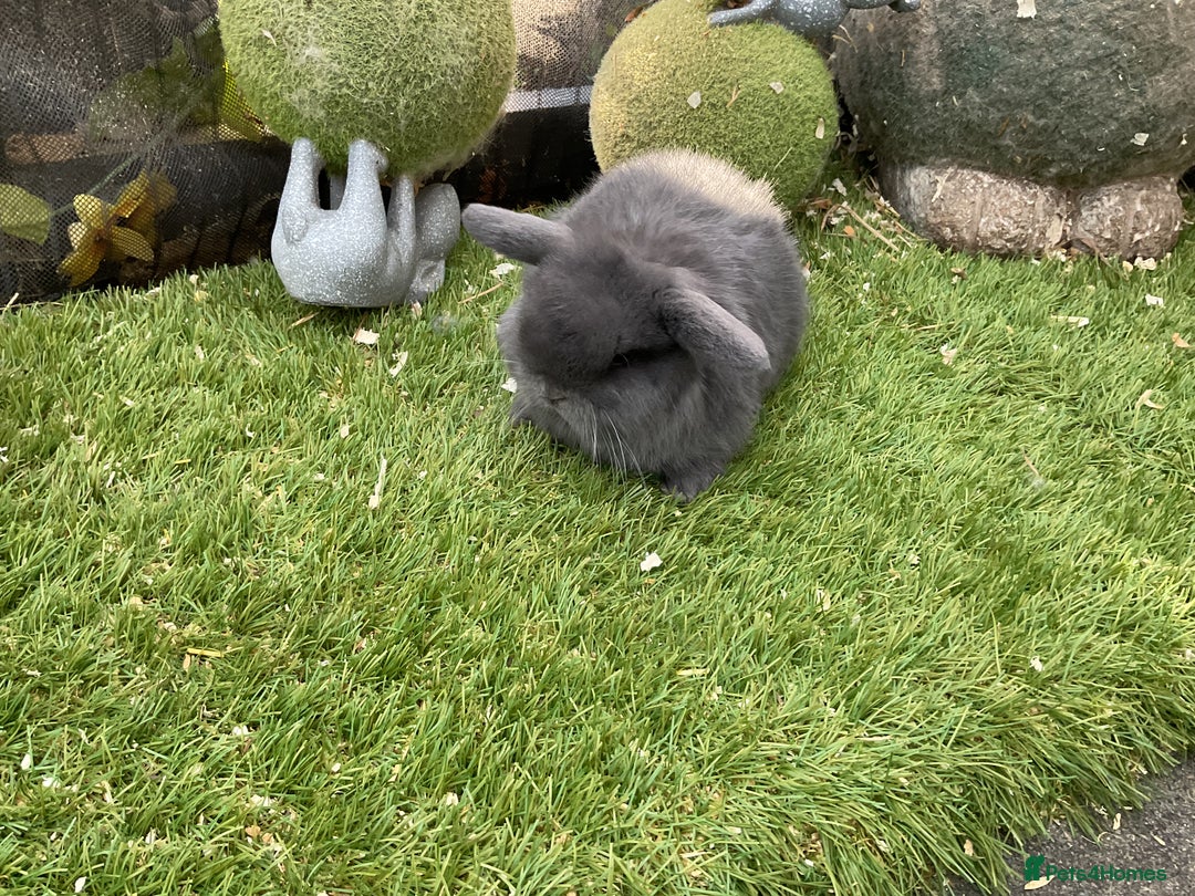 Mini Lop rabbits for sale: Baby mini lops and mini lion lop baby rabbits - Advert 16
