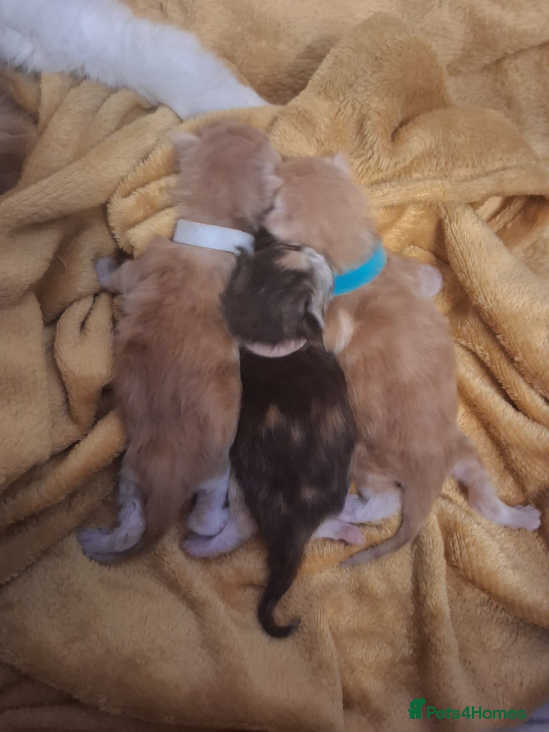 Maine Coon cats for sale: MAINECOON KITTENS AVAILABLE  - Image 6