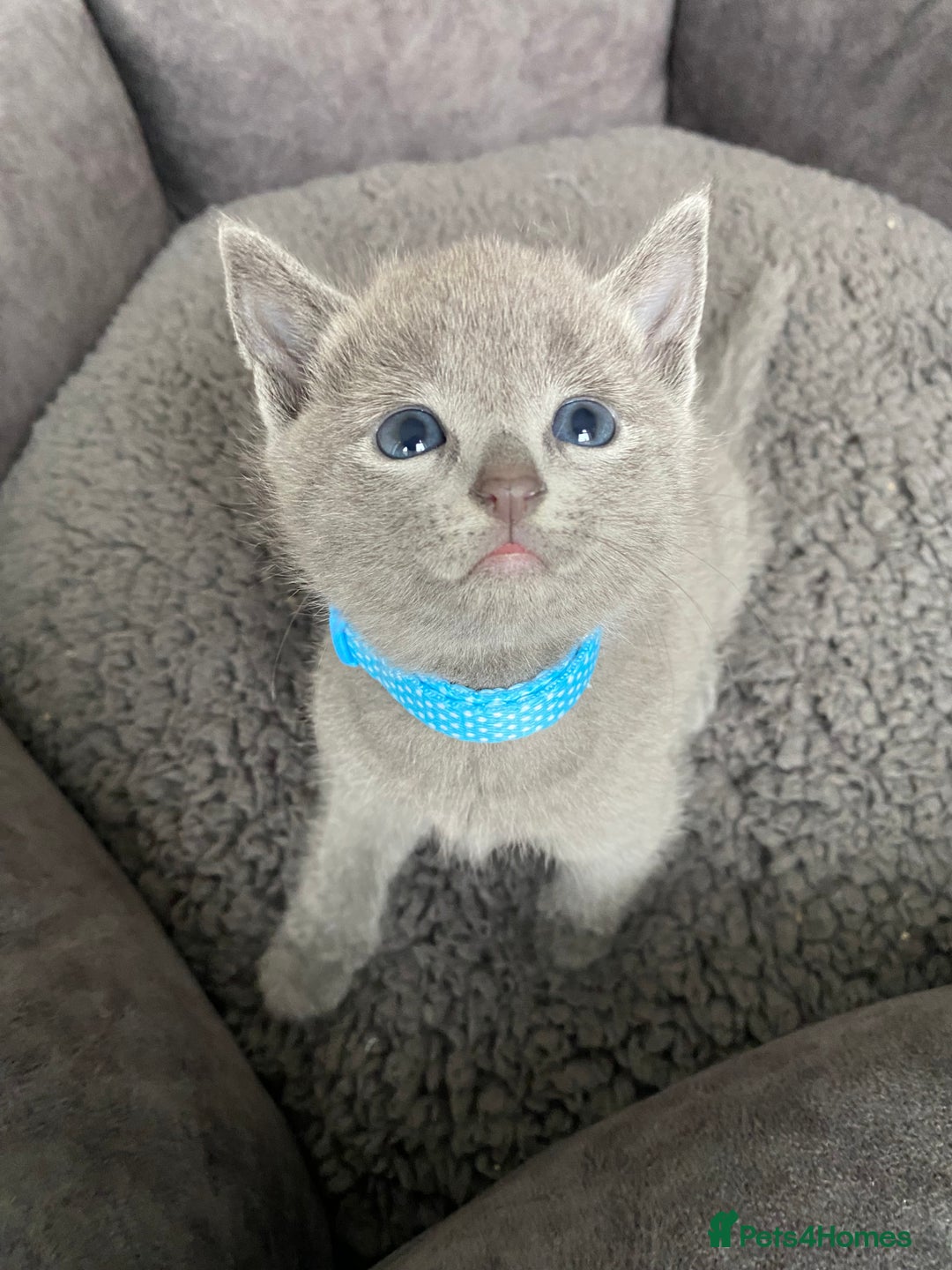 Russian Blue cats for sale: Russian blue kittens  - Advert 12