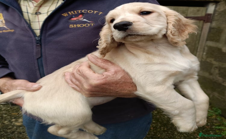 Cocker Spaniel dogs - Advert 15