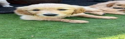 Golden Retriever dogs for sale: Superb Golden Retriever Pup, Kc registered  - Advert 3