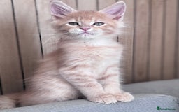 Maine Coon cats for sale: 🌟🌟Beautiful Maine Coon kittens 🌟🌟 - Image 32
