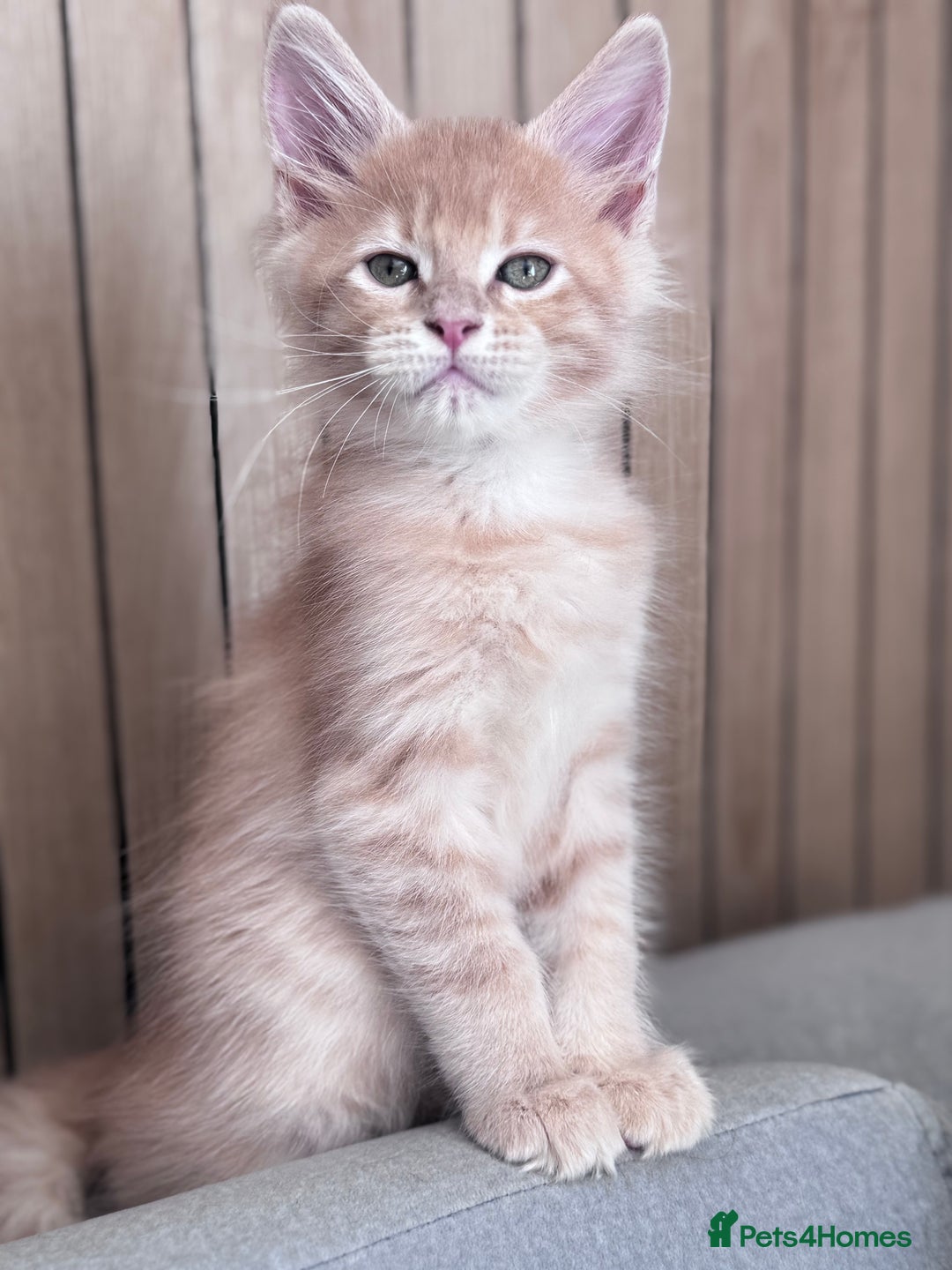 Maine Coon cats for sale: 🌟🌟Beautiful Maine Coon kittens 🌟🌟 - Image 32
